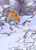 Christmas Cards Design ~ Festive Robins