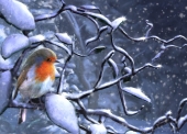 Christmas Cards Design ~ Robin on Branch